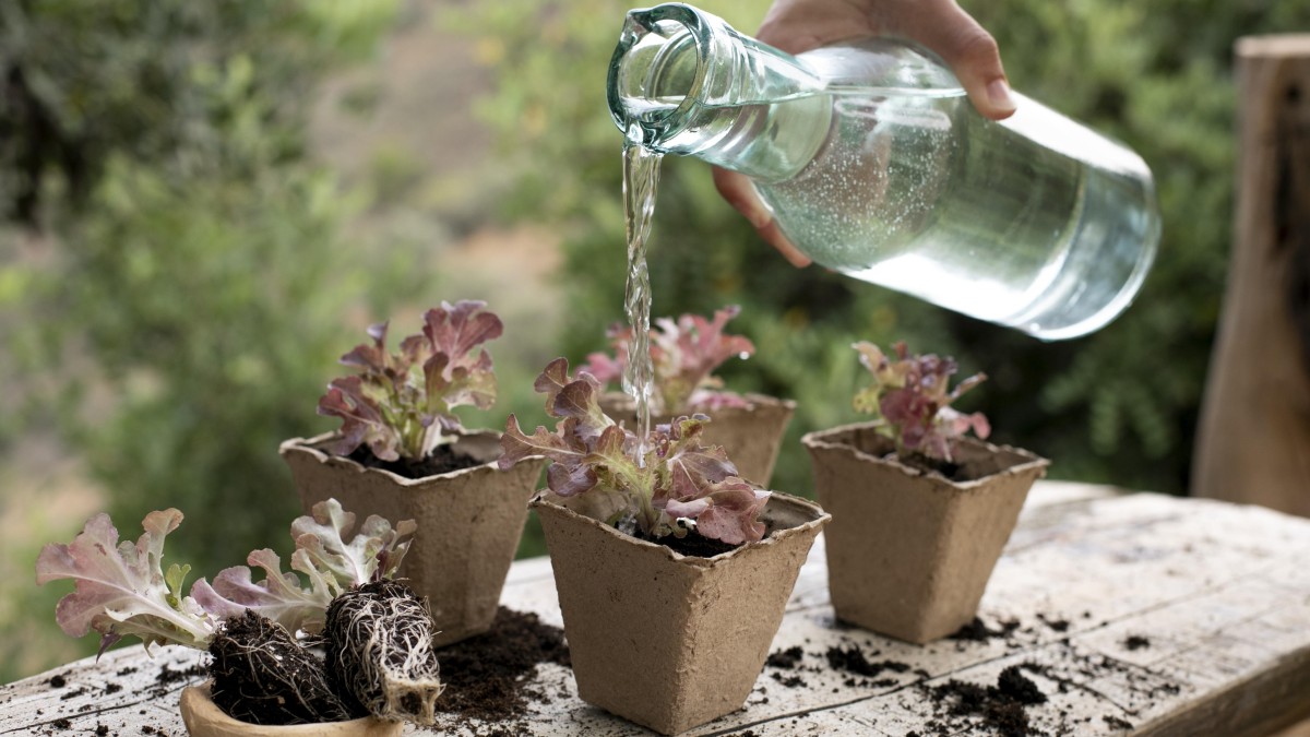 acqua piscina piante