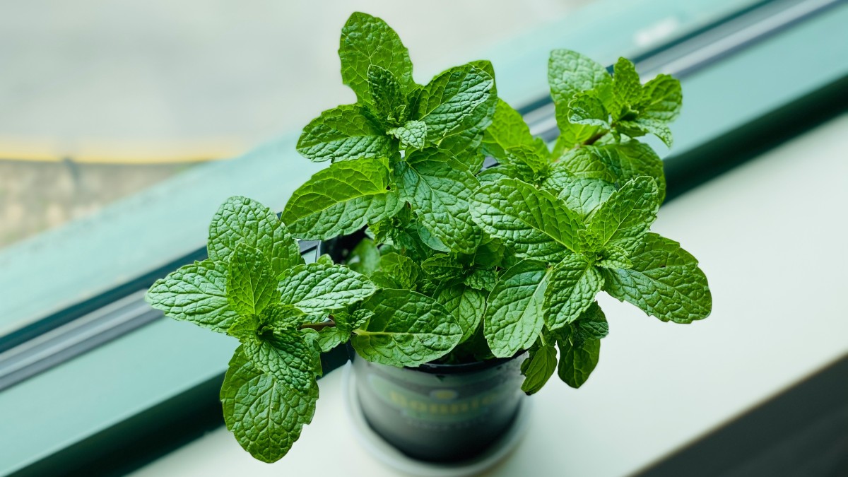 cosa piantare a giugno