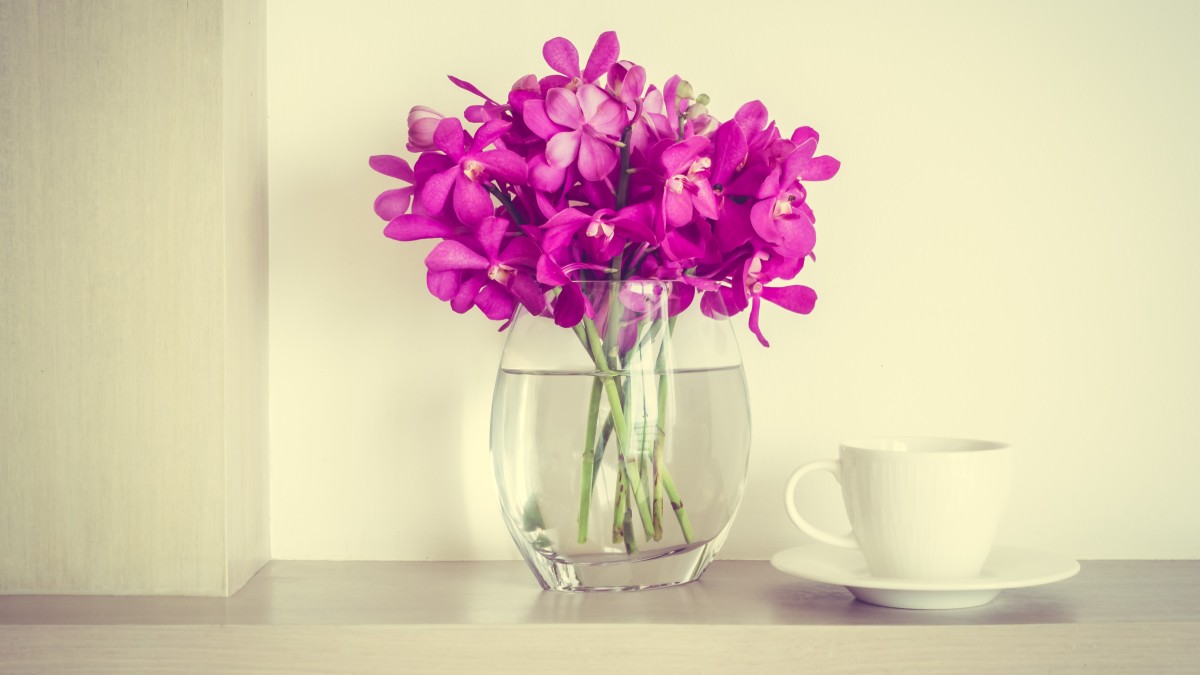 orchidee vaso trasparente