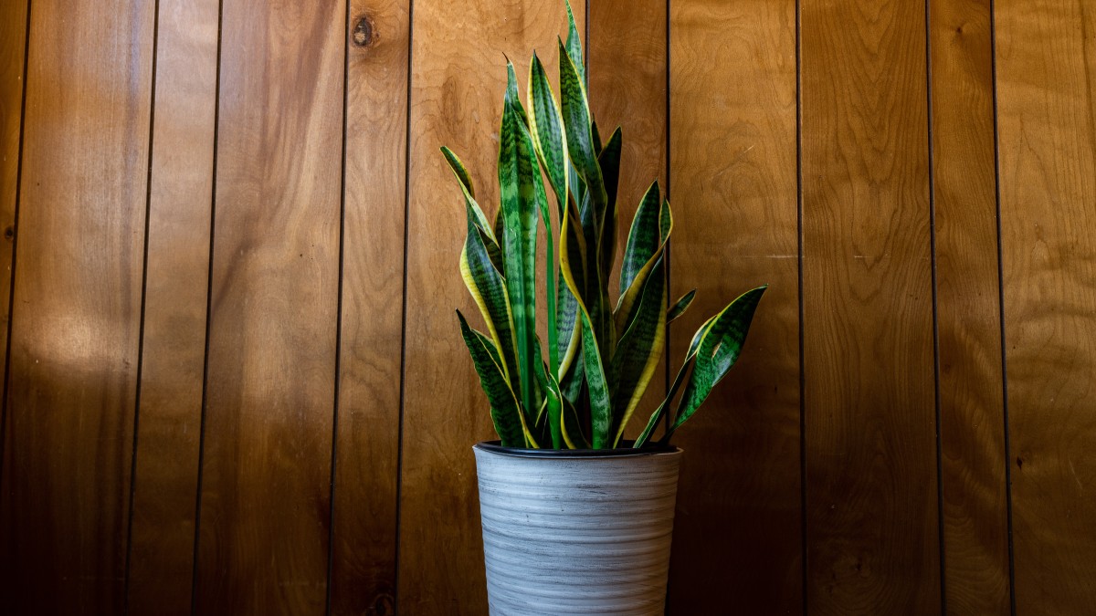 sansevieria riproduzione in acqua
