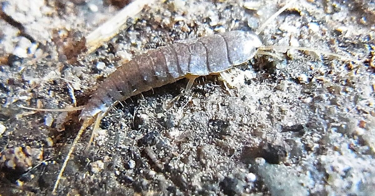 pesciolini d'argento