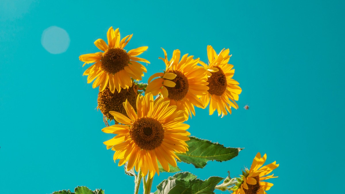 cosa piantare a giugno