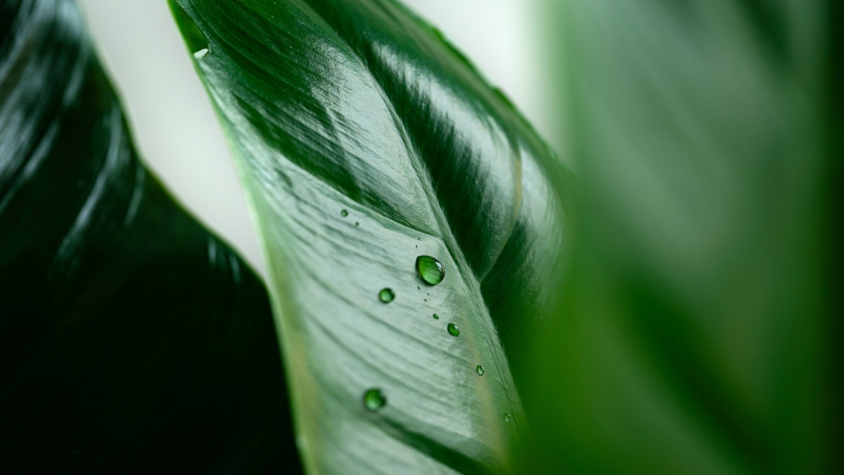 sansevieria riproduzione in acqua