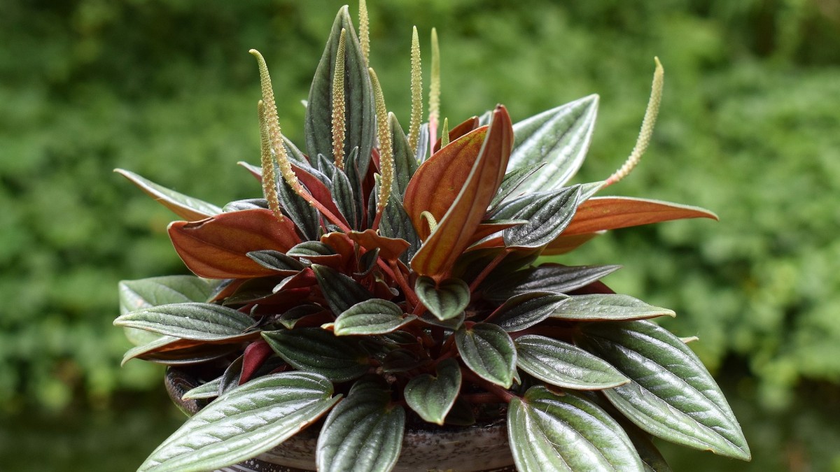 peperomia