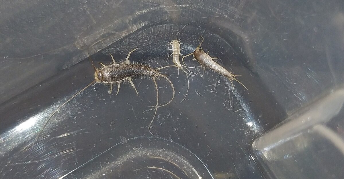 pesciolini d'argento