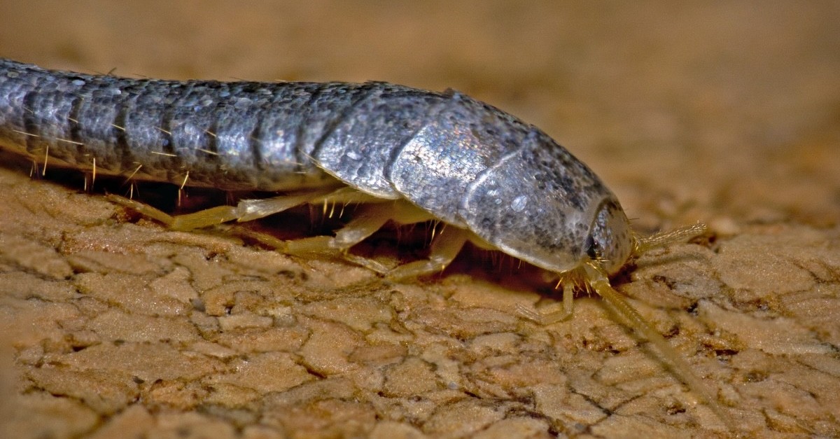 un pesciolino d'argento