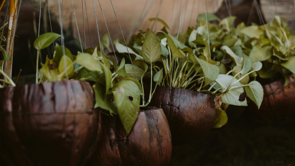 quante volte si innaffia il pothos