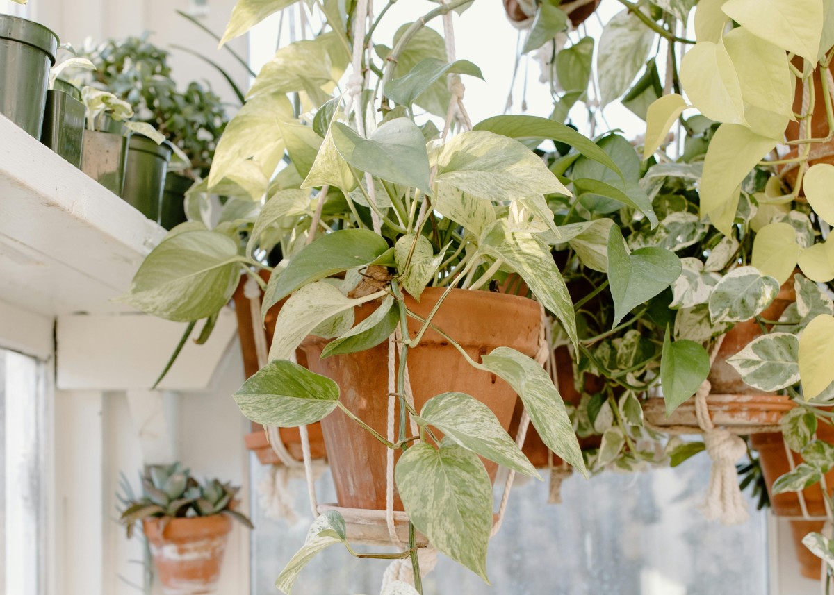 quante volte si innaffia il pothos