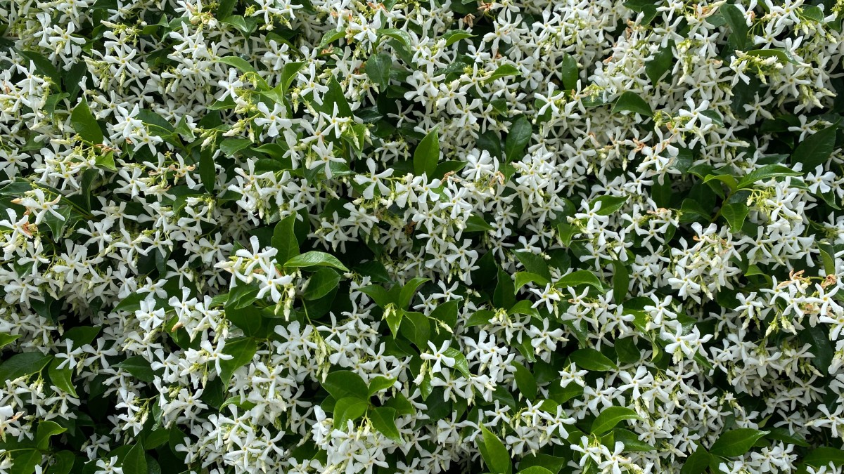 cosa piantare a giugno