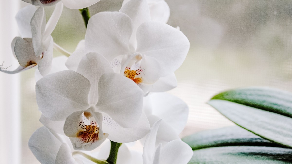 orchidee vaso trasparente