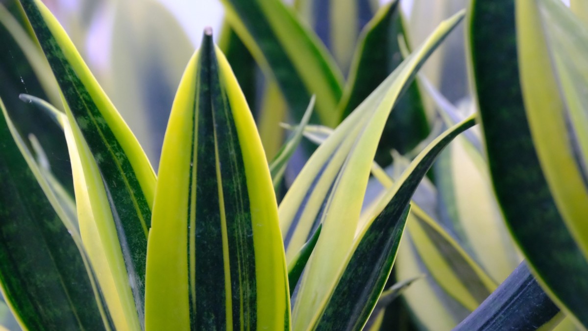 sansevieria riproduzione in acqua