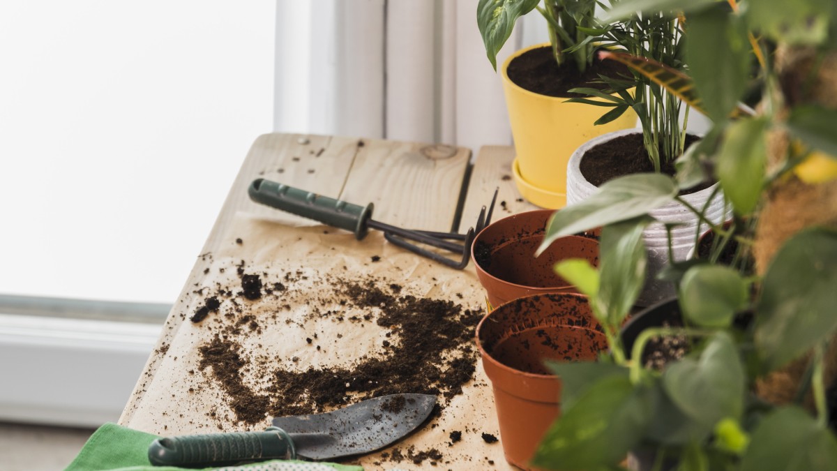 come nutrire il pothos