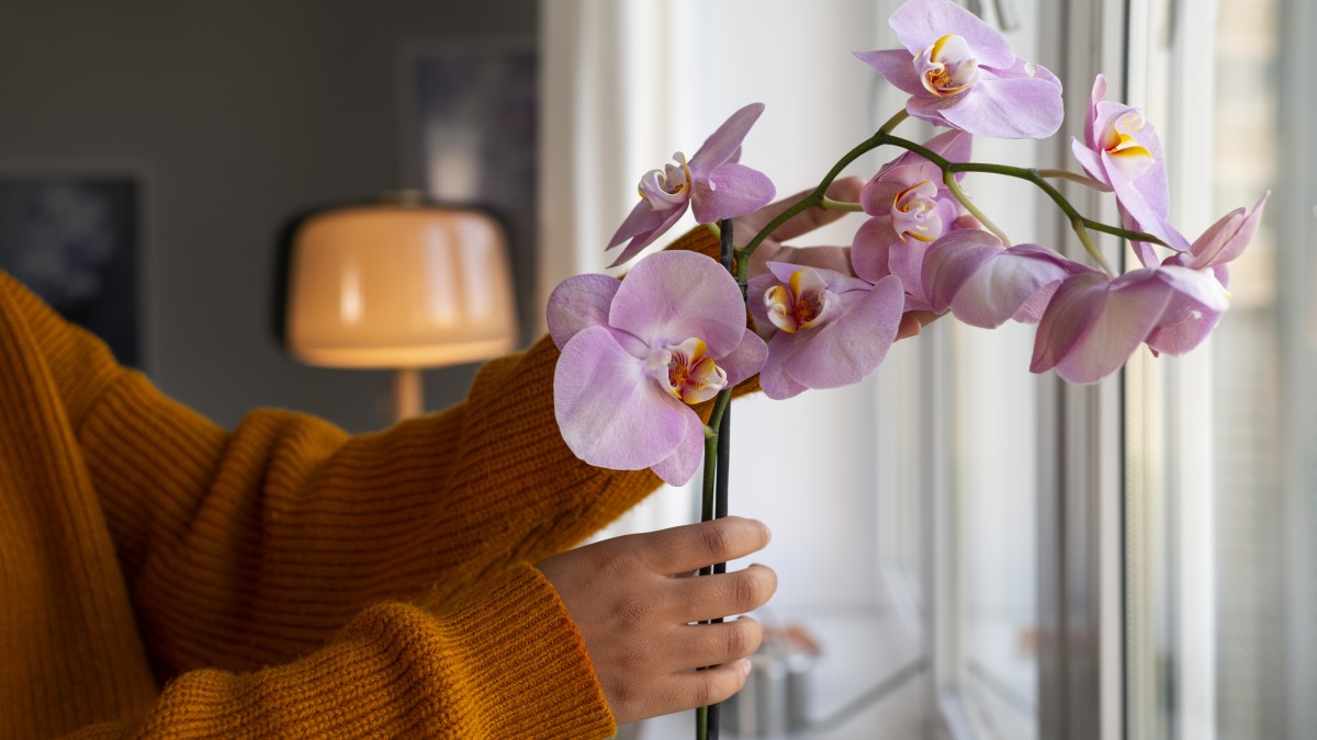 orchidee vaso trasparente