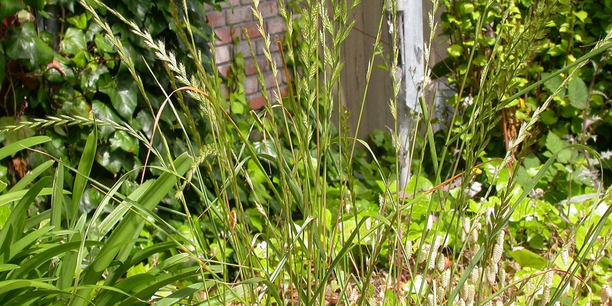 zizzania pianta
