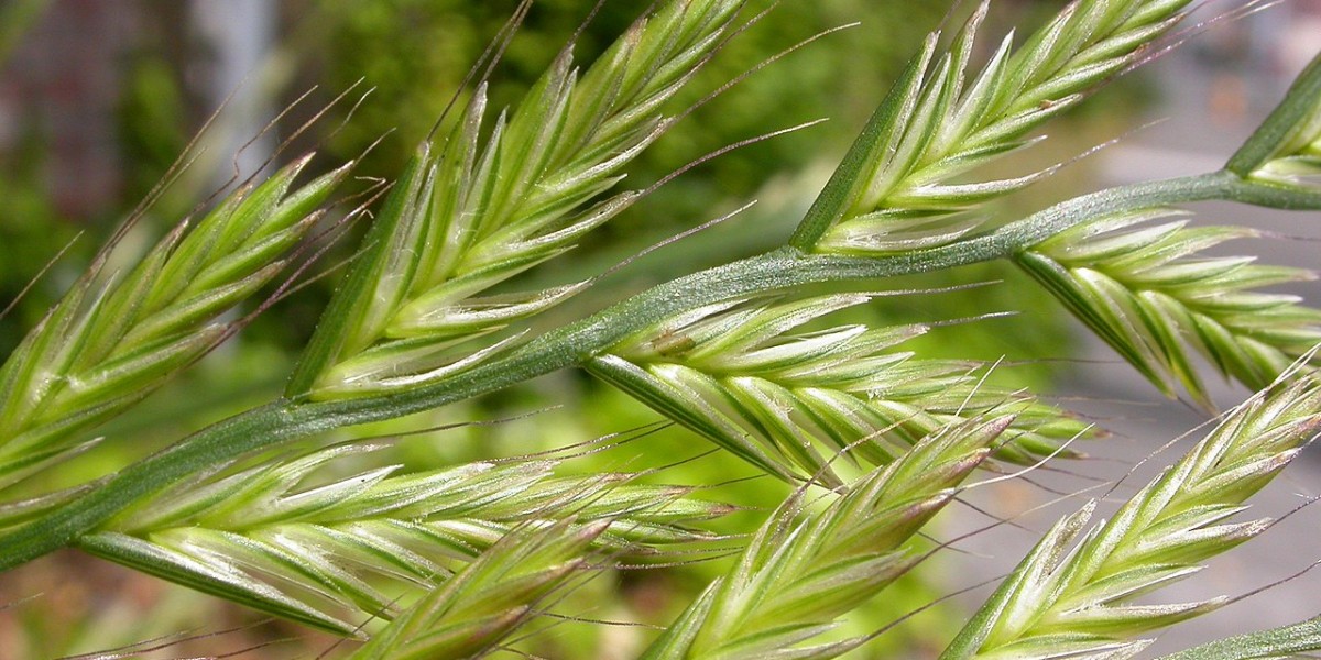 zizzania pianta