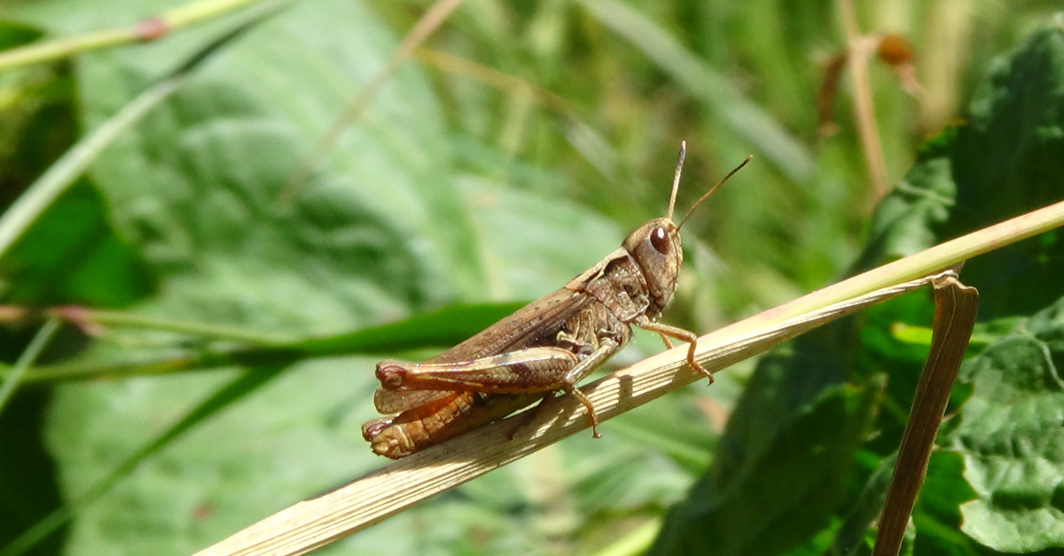 Come allontanare le cavallette