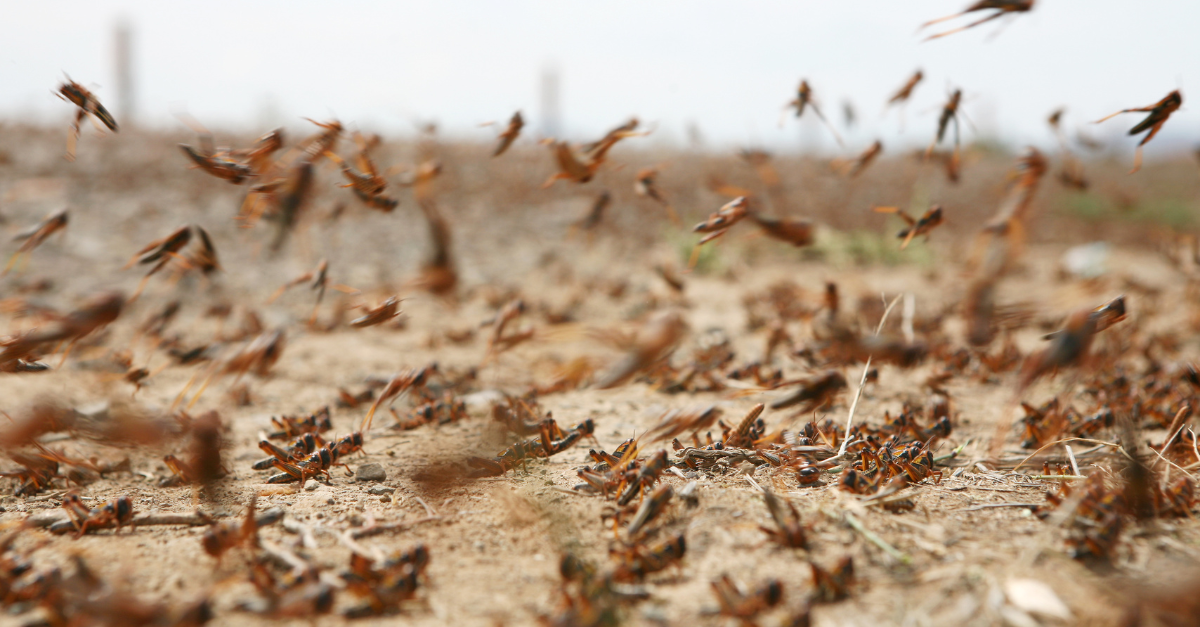 Come allontanare le cavallette