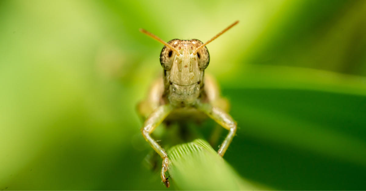 Come allontanare le cavallette