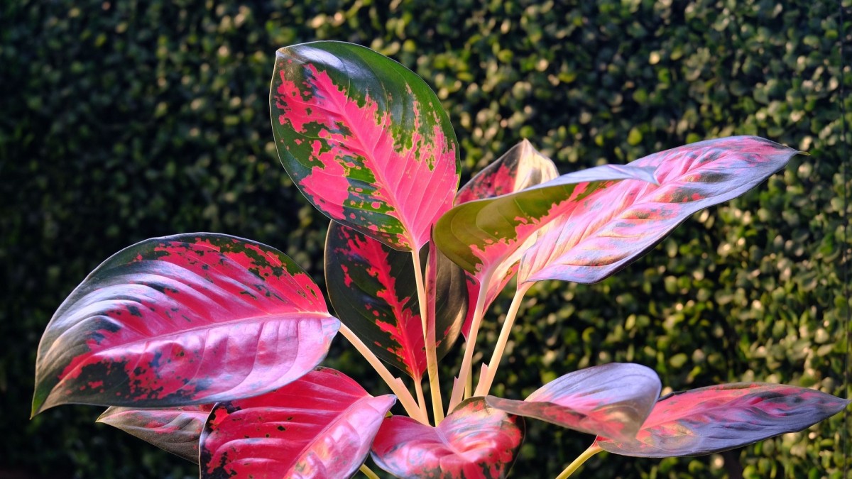 aglaonema