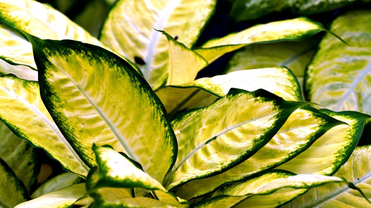 aglaonema
