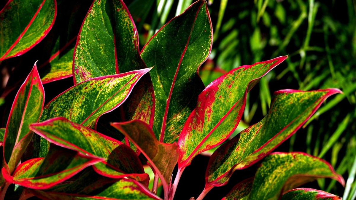 aglaonema