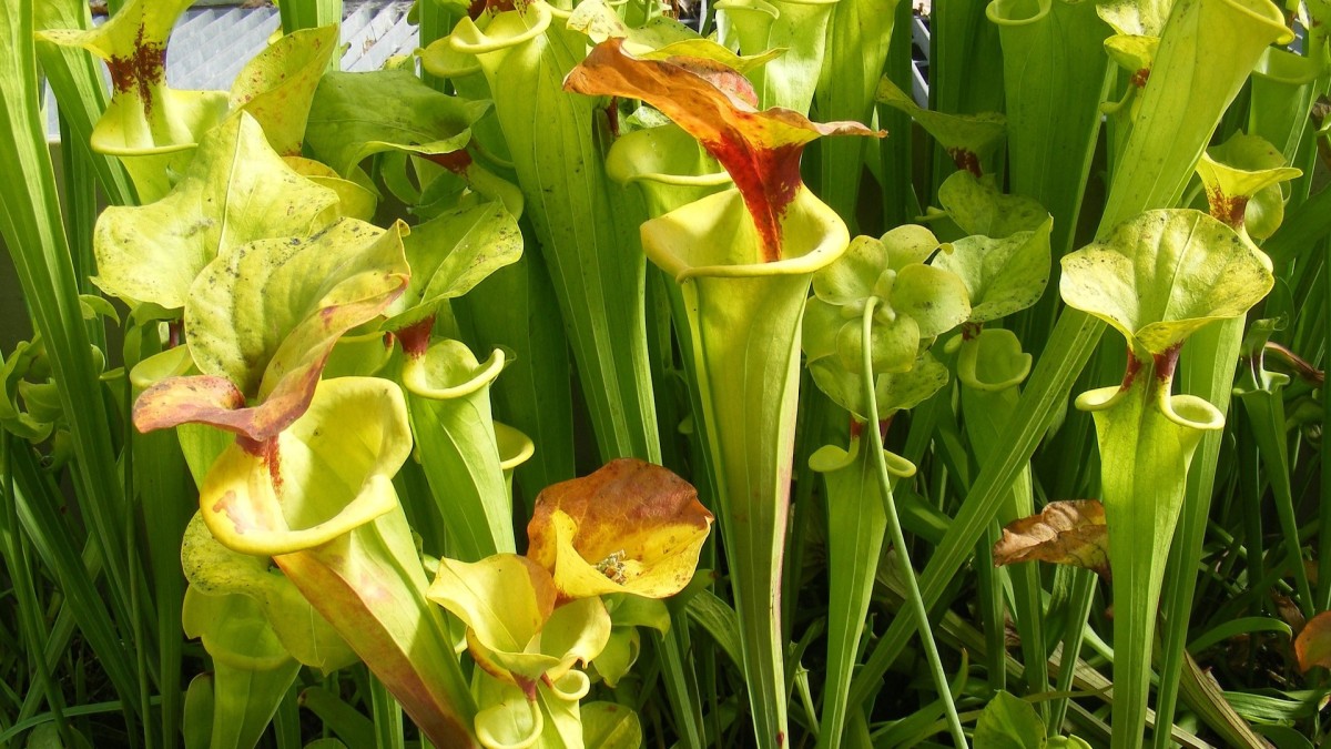 le piante carnivore mangiano le zanzare