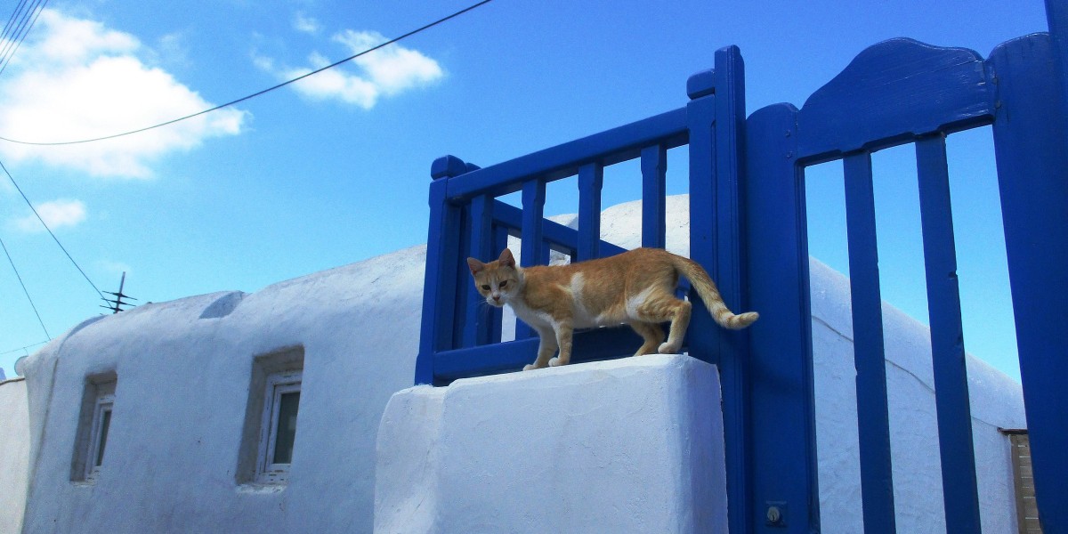 perche in grecia ci sono tanti gatti