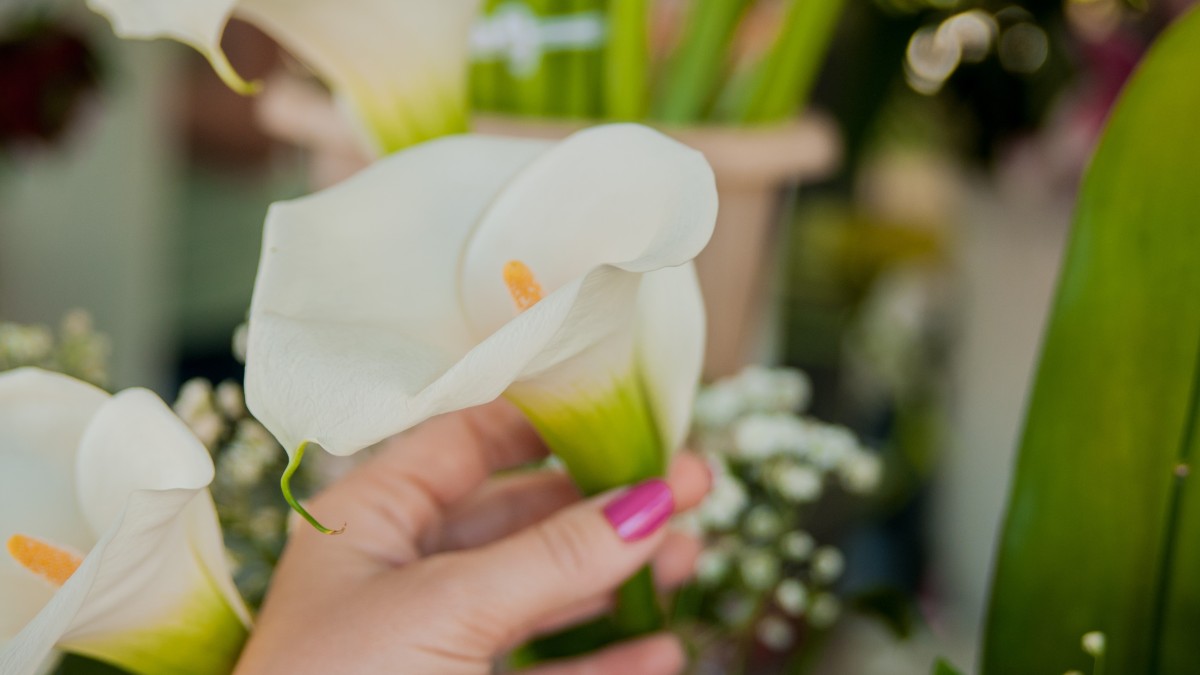 coltivare calla