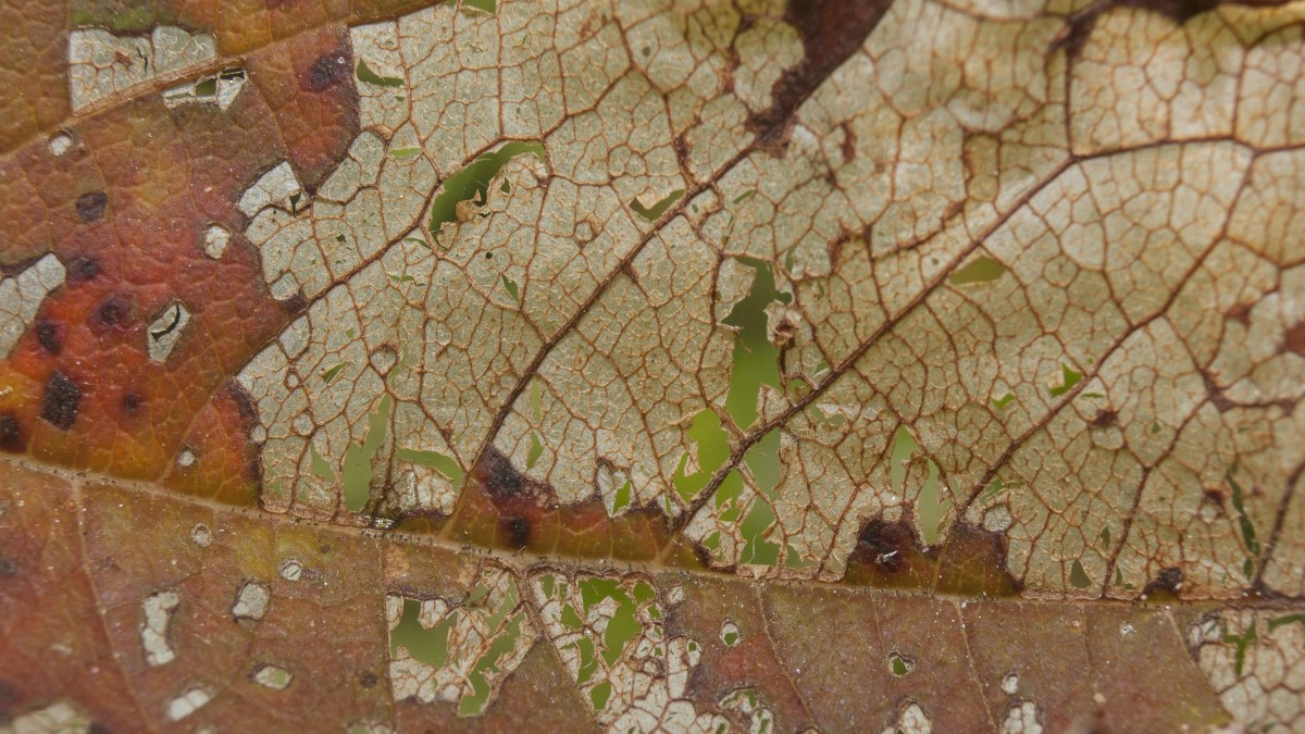 ruggine delle piante
