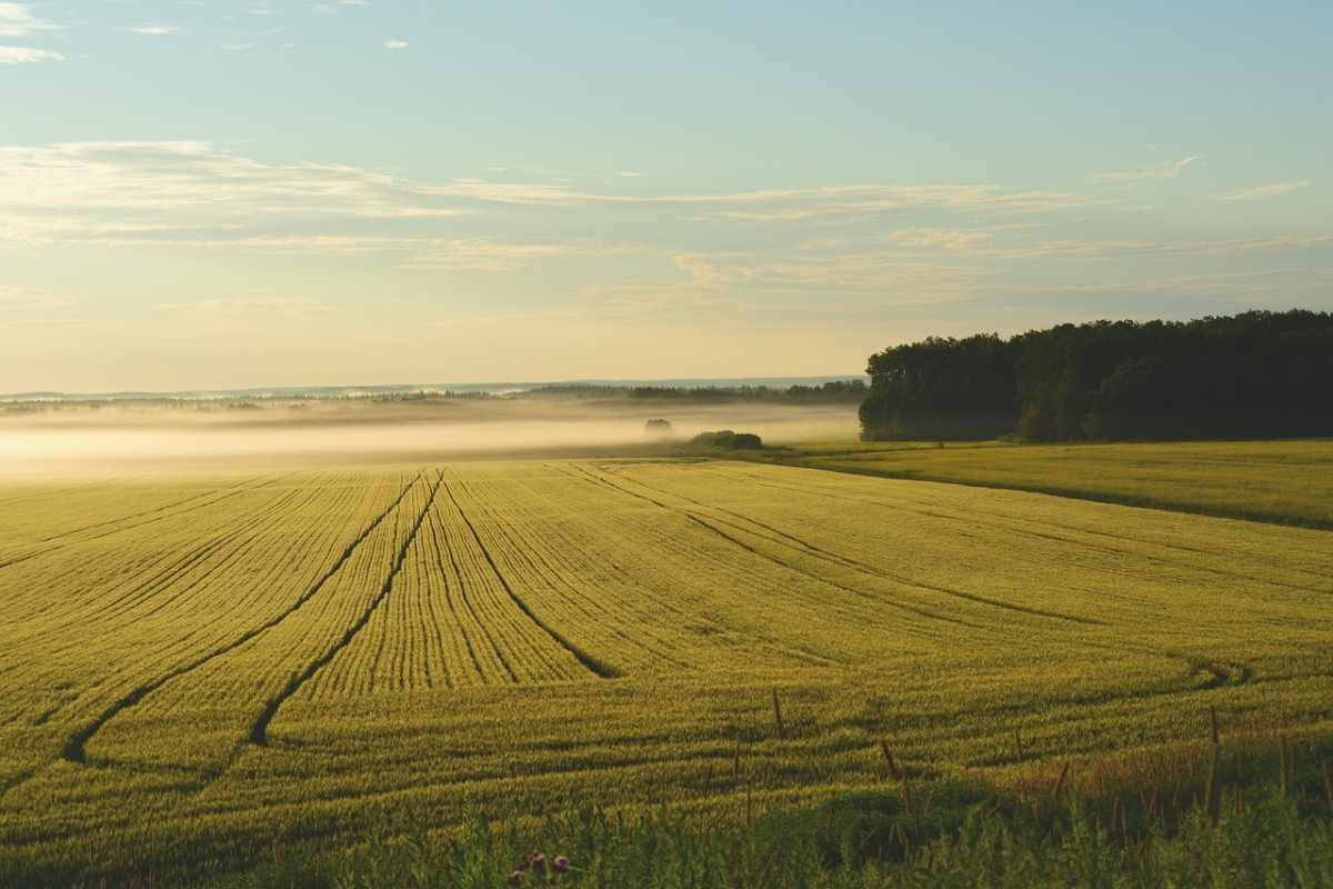 Terreno agricolo all'asta