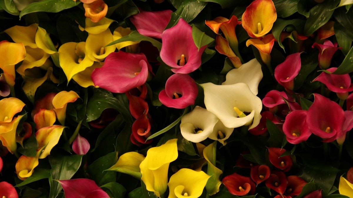 coltivare calla