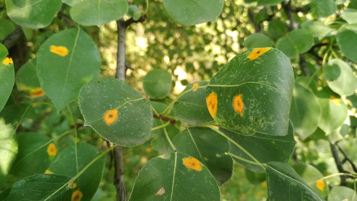 ruggine delle piante