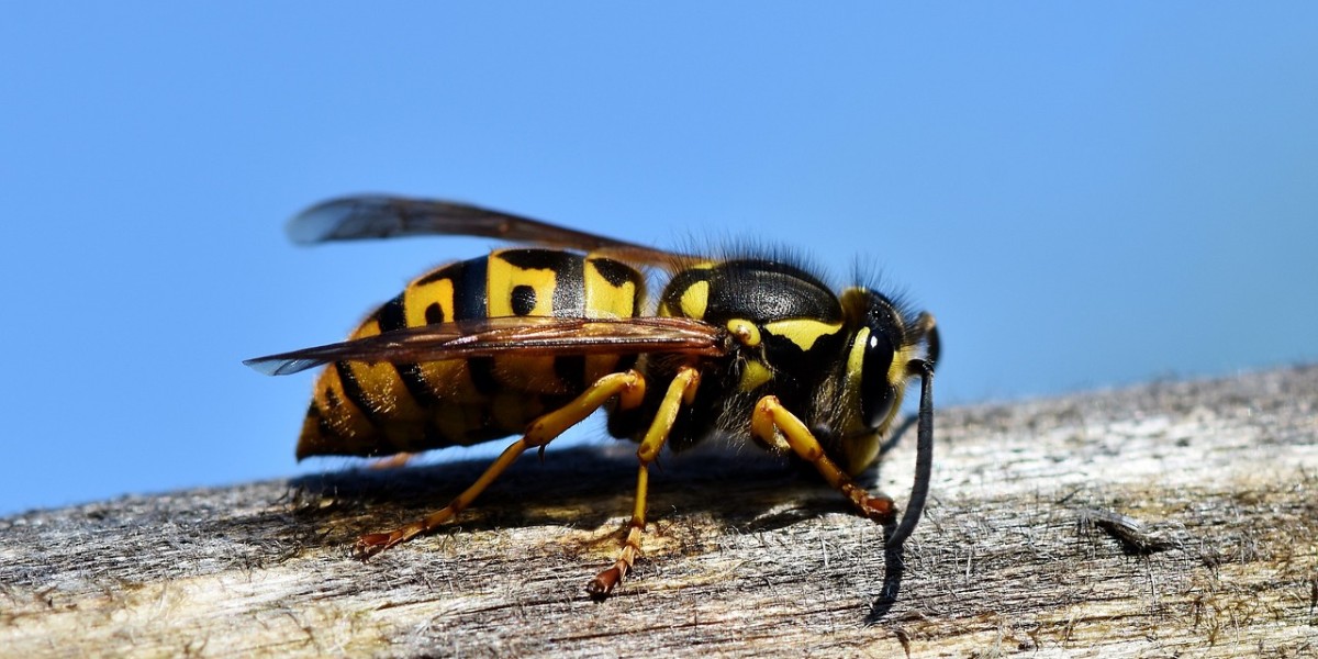 Allontanare vespe