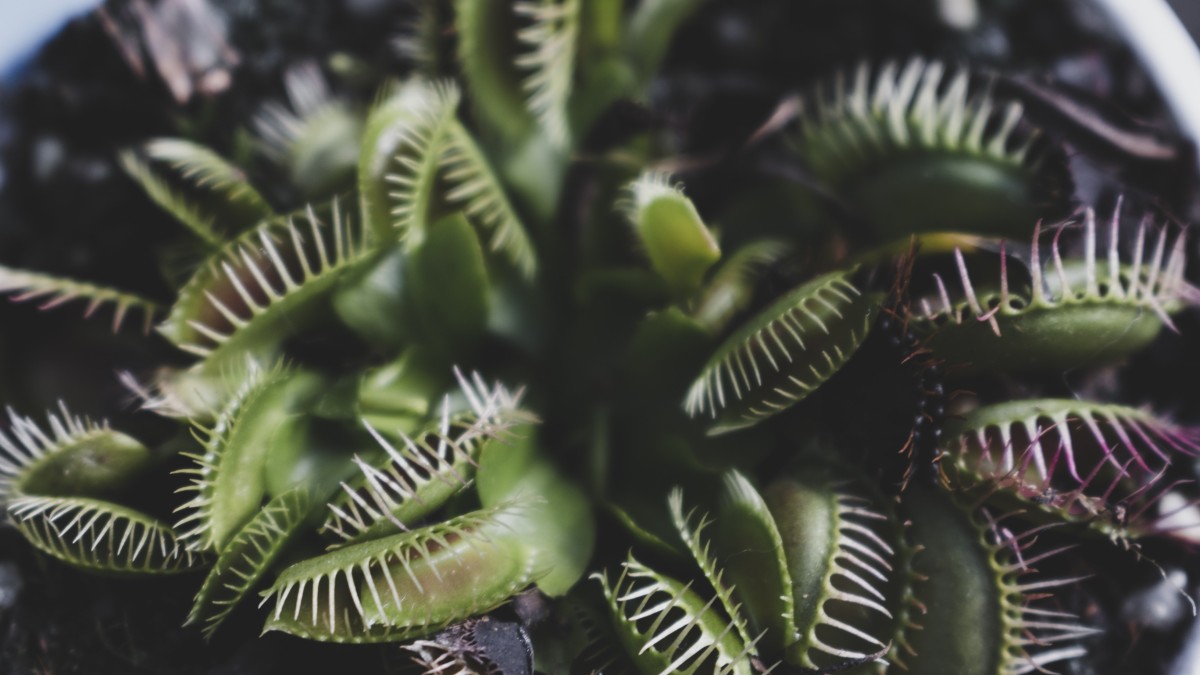 le piante carnivore mangiano le zanzare