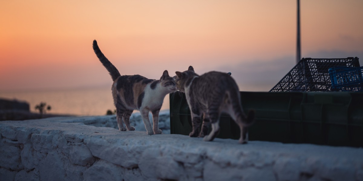 perche in grecia ci sono tanti gatti