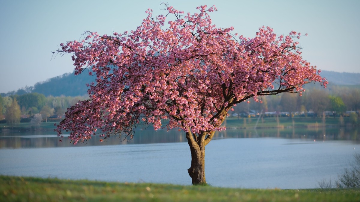 albero di giuda