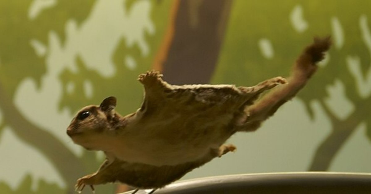 petauro dello zucchero