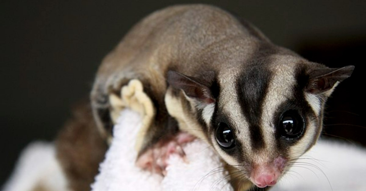 petauro dello zucchero