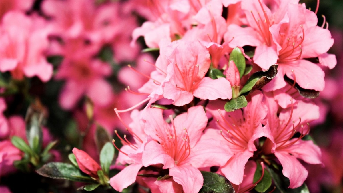 azalea in casa
