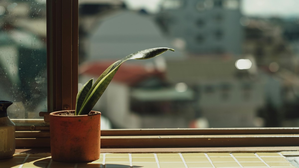 temperature sansevieria