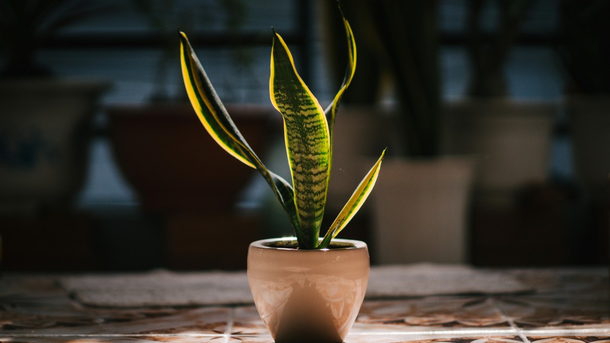 temperature sansevieria