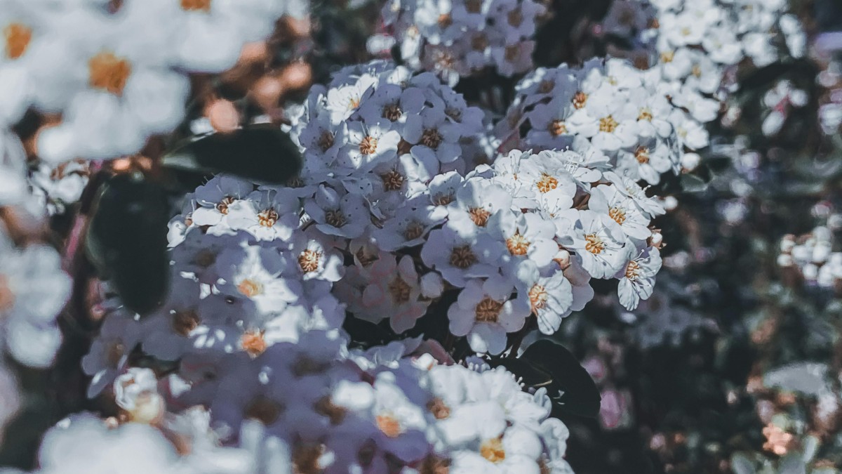 piante che fioriscono ad agosto