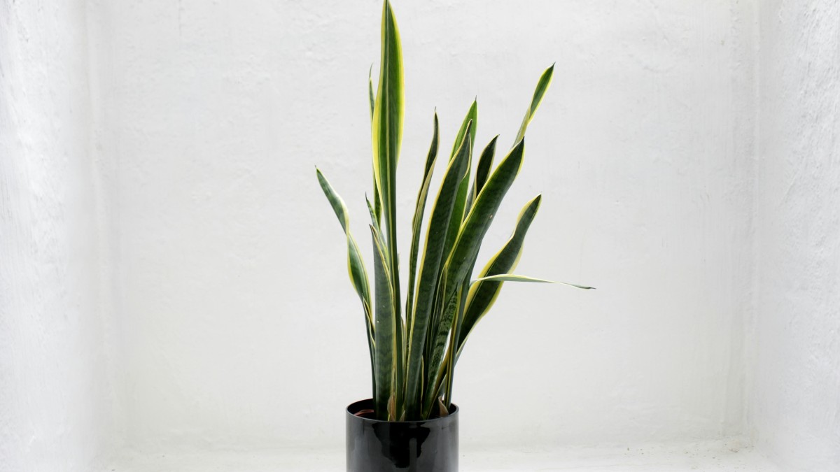 temperature sansevieria