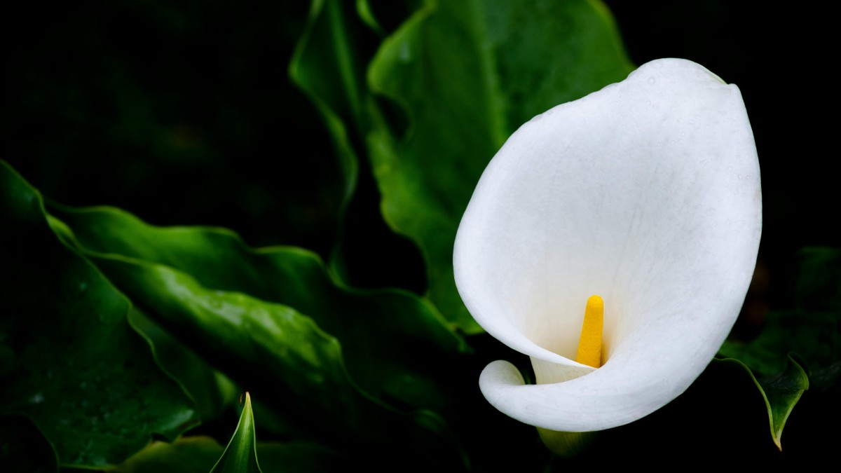 piante che fioriscono ad agosto