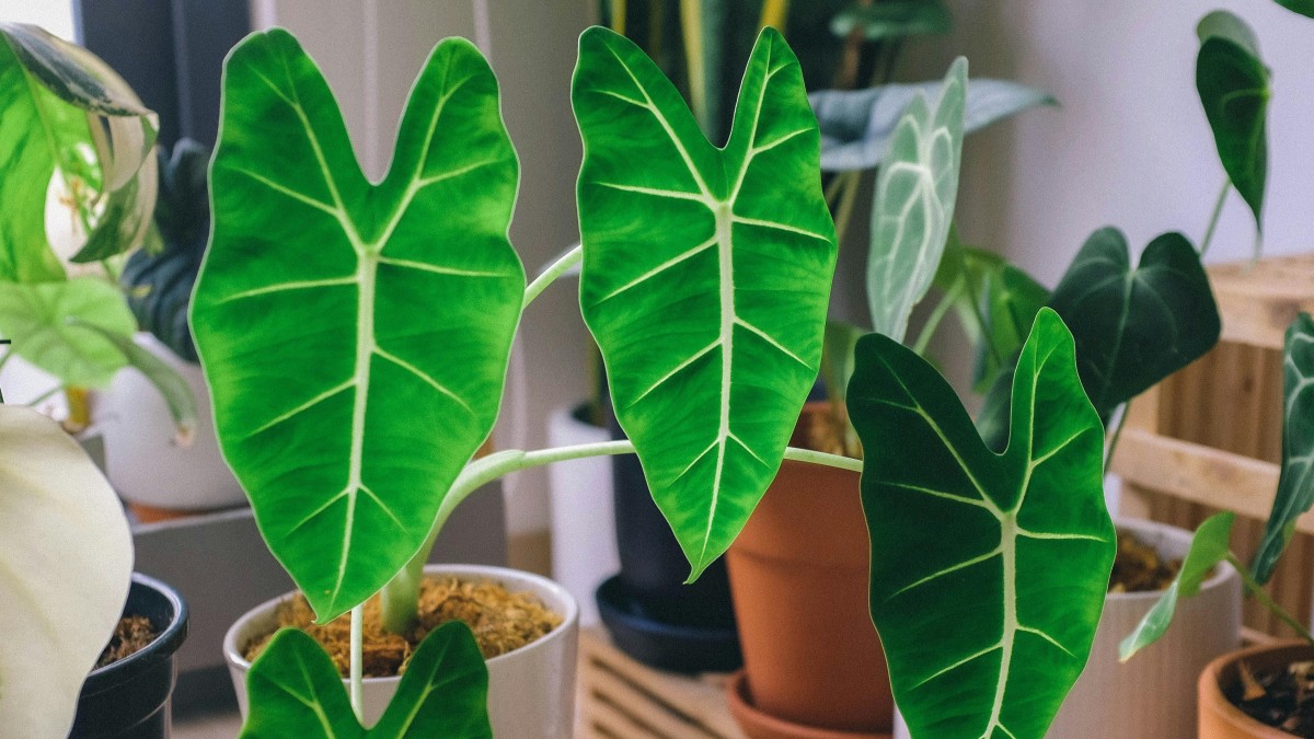 piante segni zodiacali