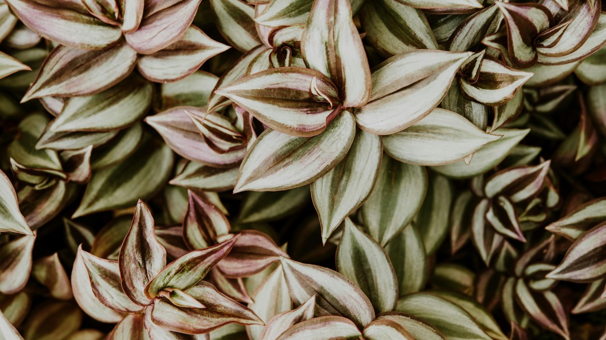 piante ricadenti da interno