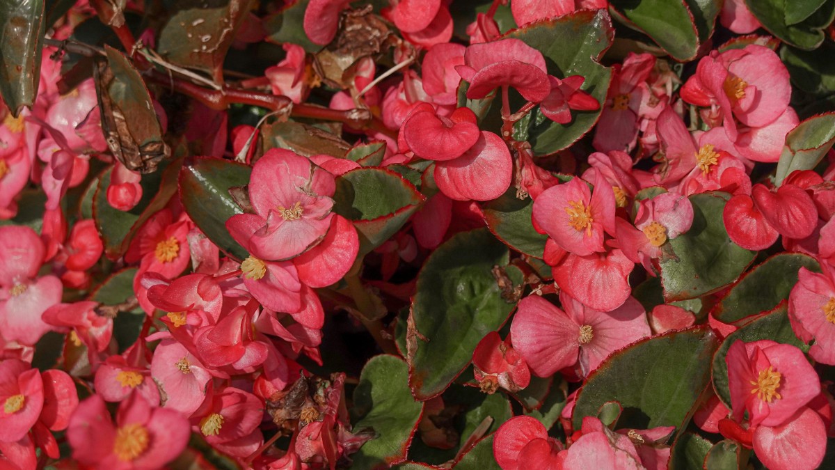 piante che fioriscono ad agosto