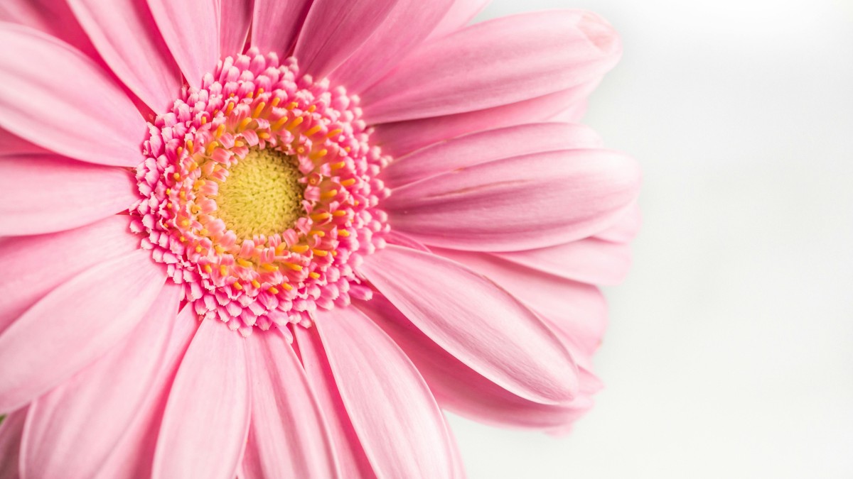 piante che fioriscono ad agosto