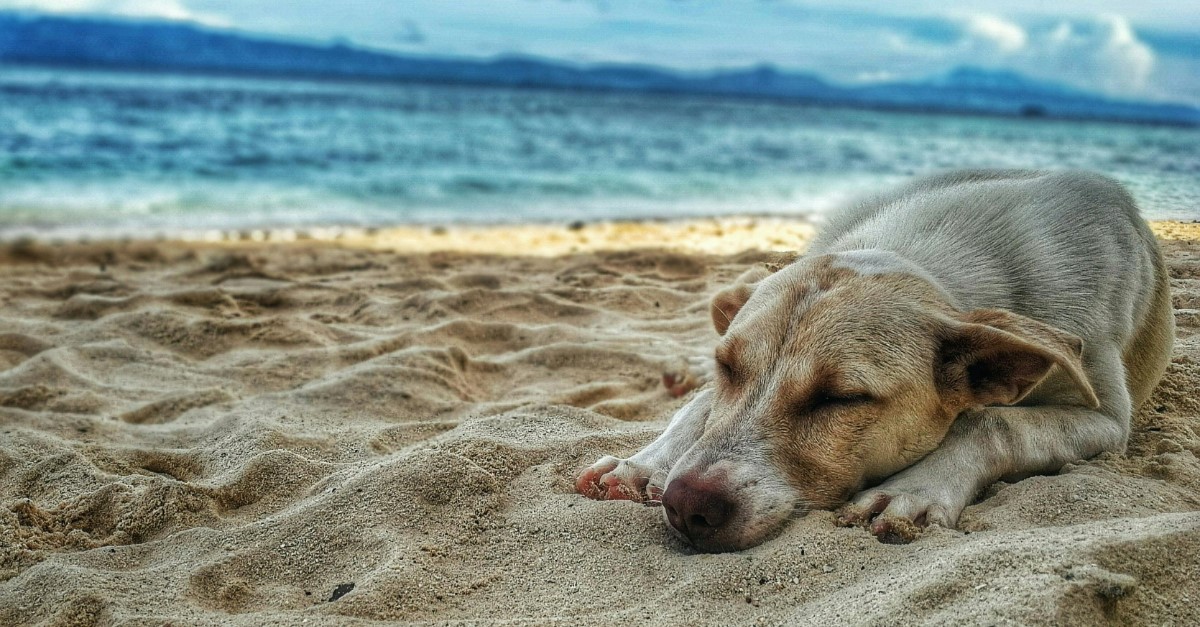 cane al mare