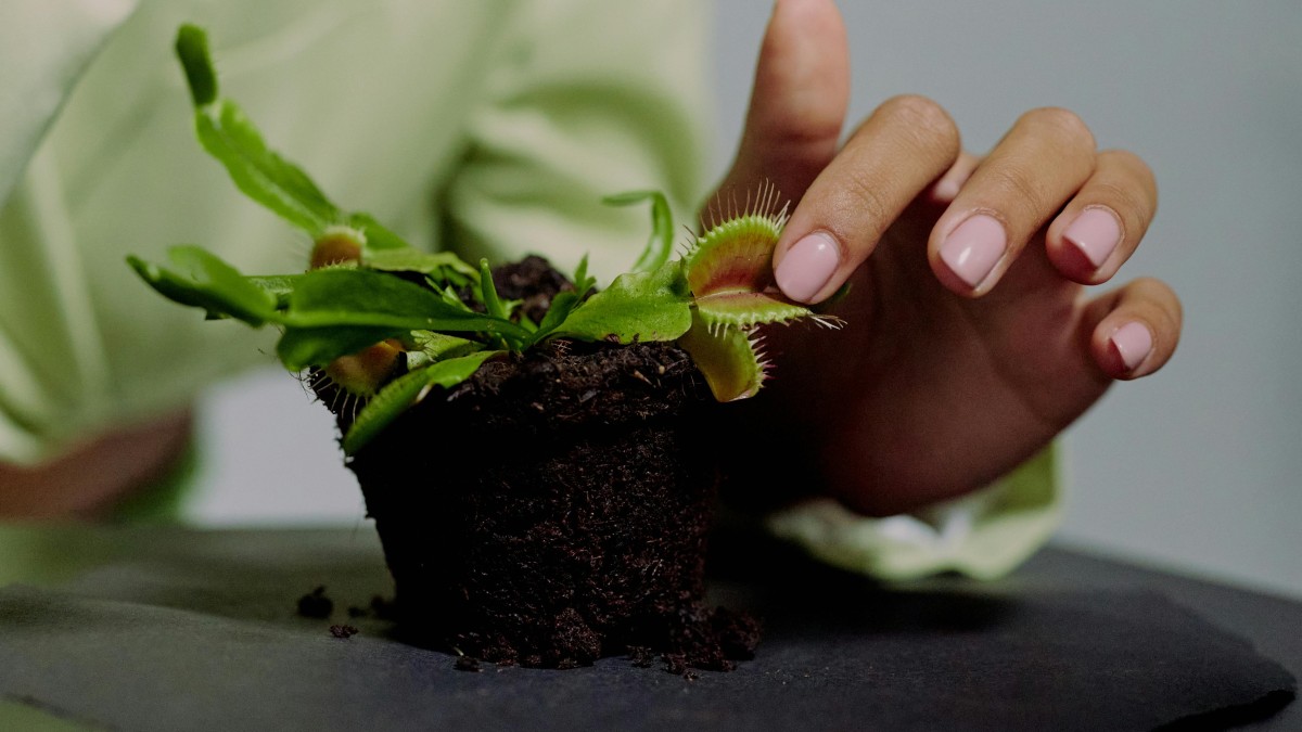 piante segni zodiacali